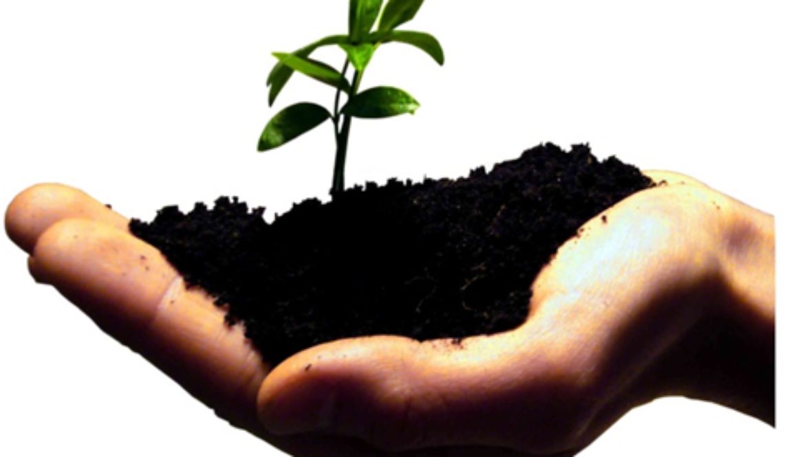 plant